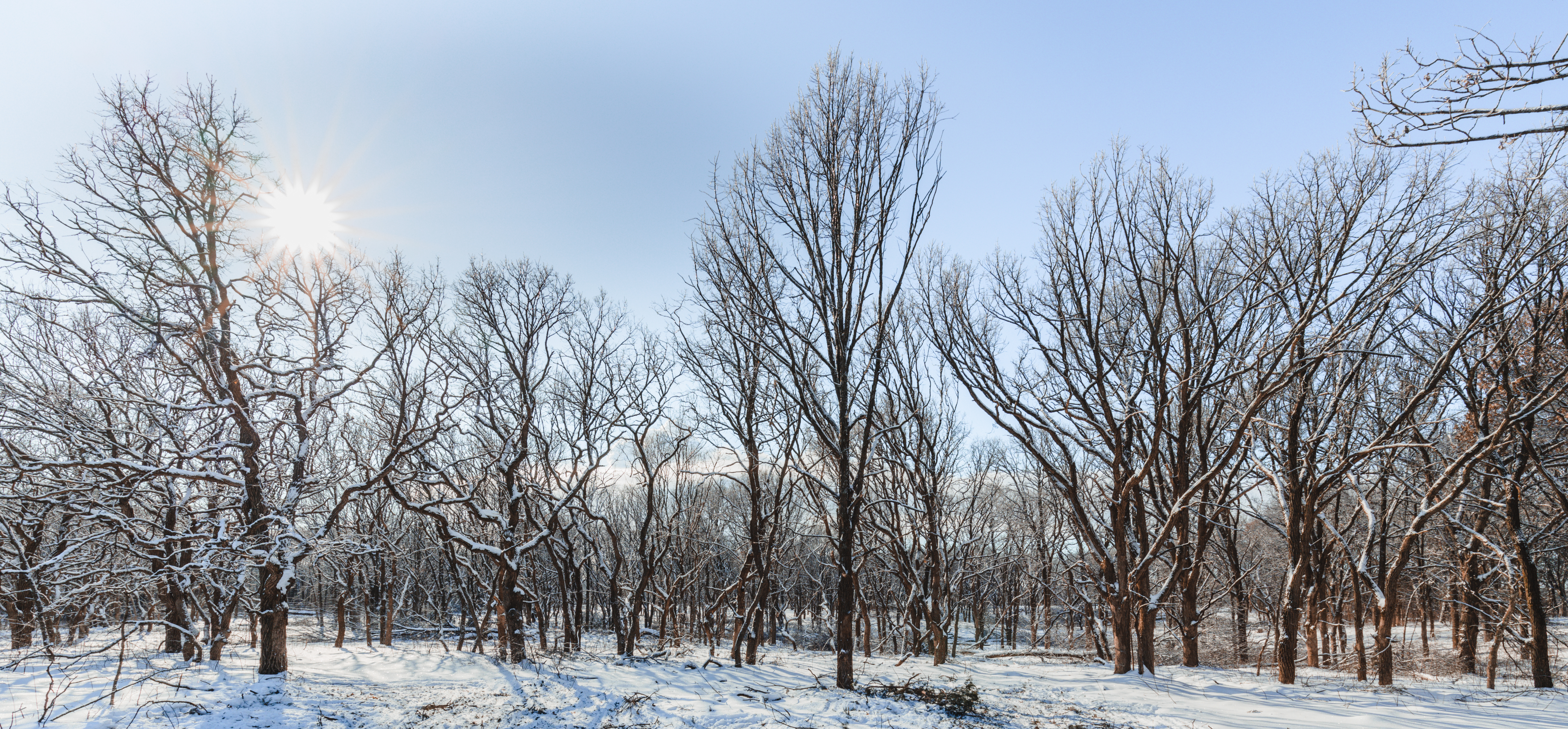 Oak trees in winter at Oak Savanna Park.
